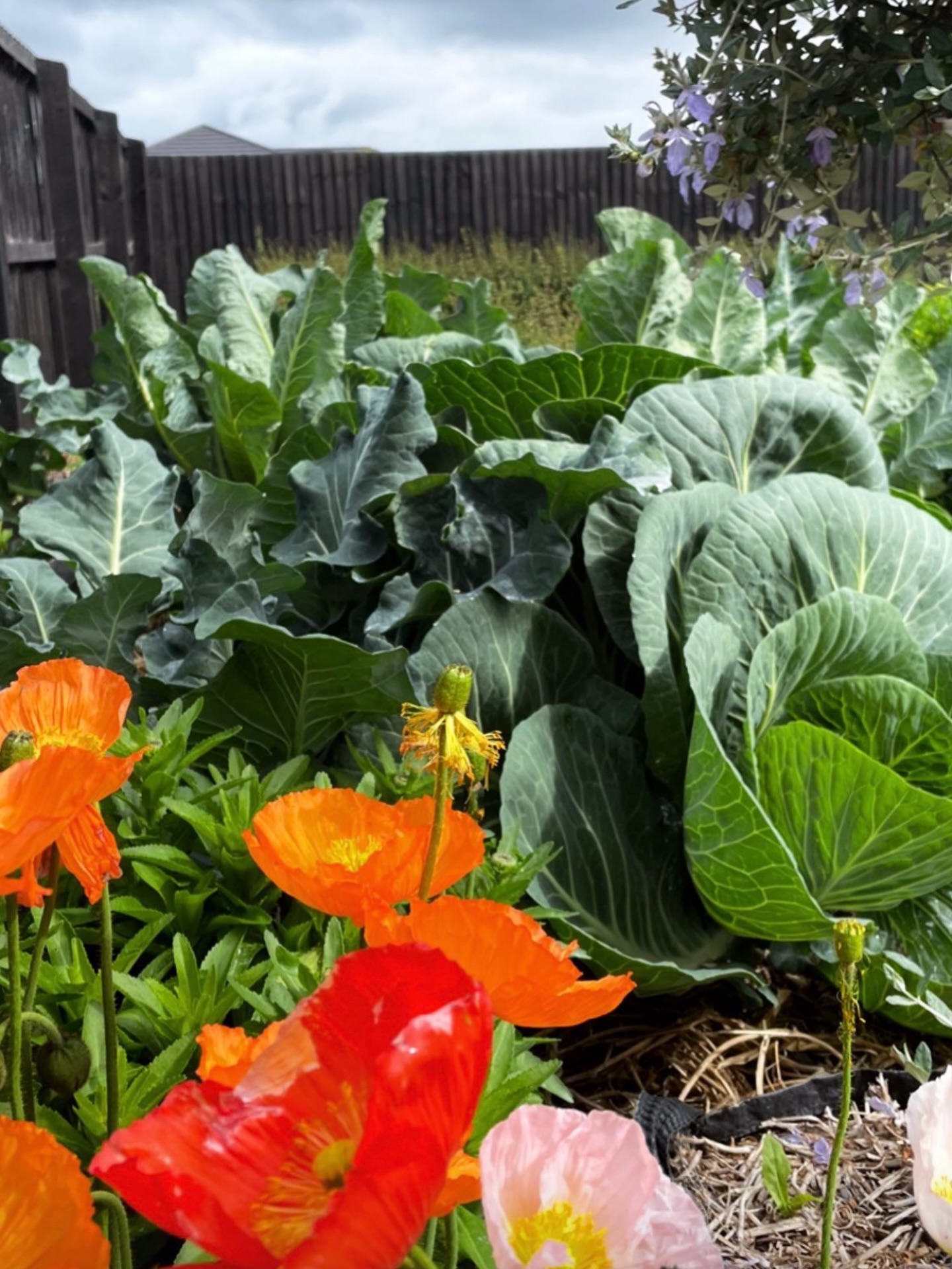 A very very very old throw back to August 2022…I think.
The veggie garden was living its best life (my Christchurch life).