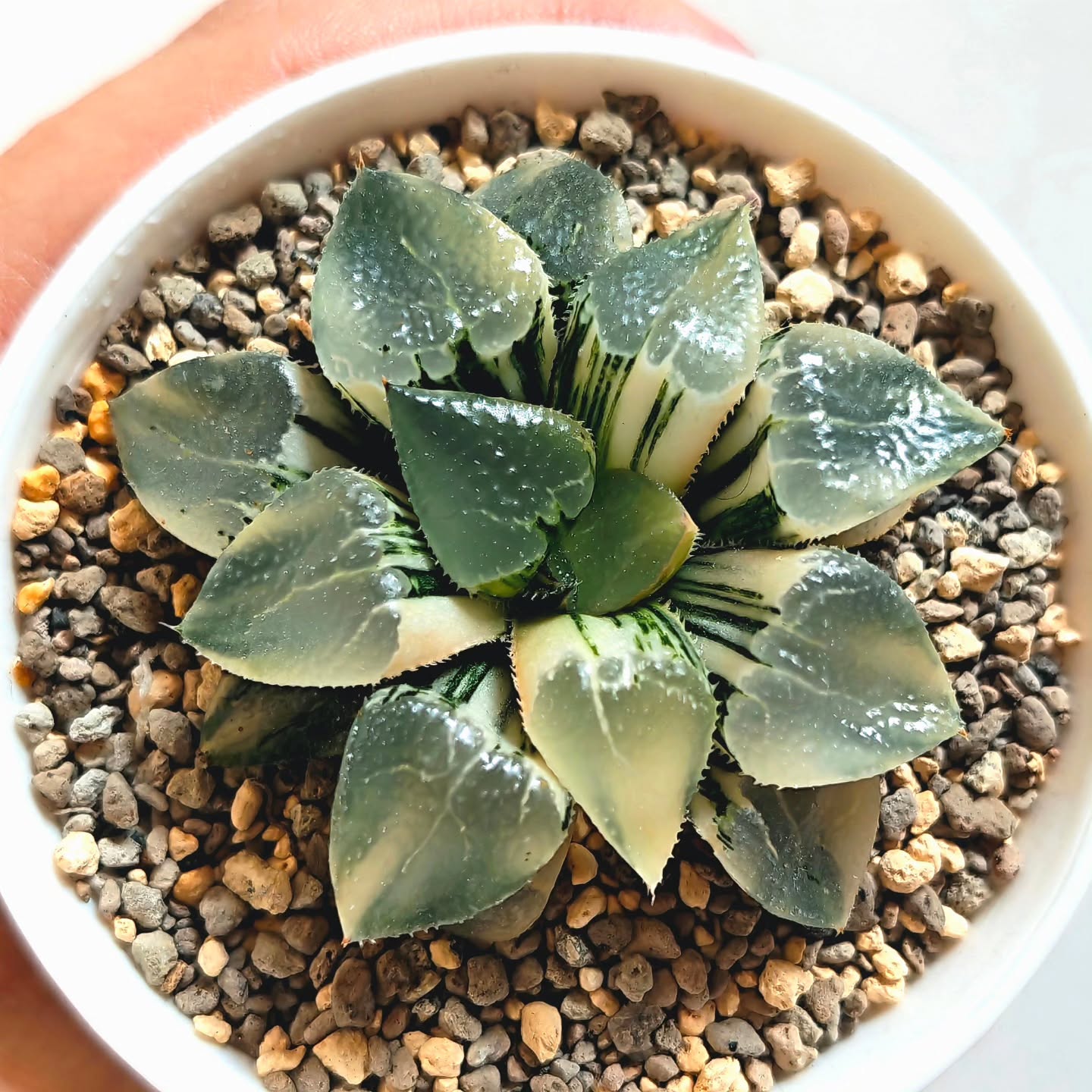 Haworthia Correcta Tyou kuriamado variegated, or 'Glass correcta'
#haworthiacorrectavariegated #haworthiatyoukuriamado #haworthiacollection #haworthia