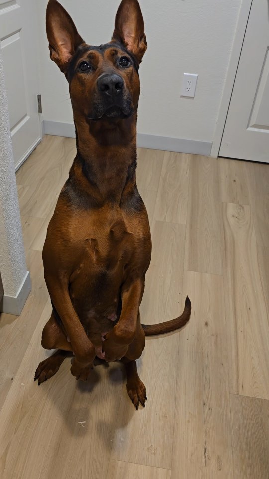 Who knows why I call her Roo?
-
Laizhou hong chinese red dog
-
Nothing for sale, DM to inquire about the breed!
-
dutch shepherd sighthound #rarebreed #protectiondog #chinesereddog beauceron schutzhund protection dog psa german shepherd guard dog trainer preservation chinese red dog #dobie