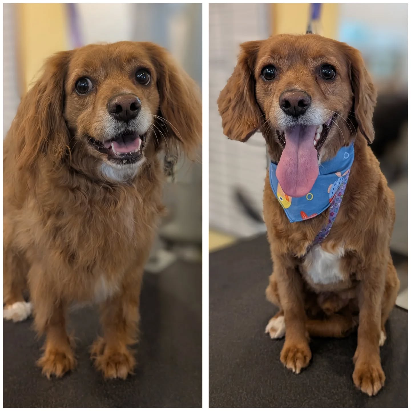 Welcome to @yellowdogancaster Teddy .