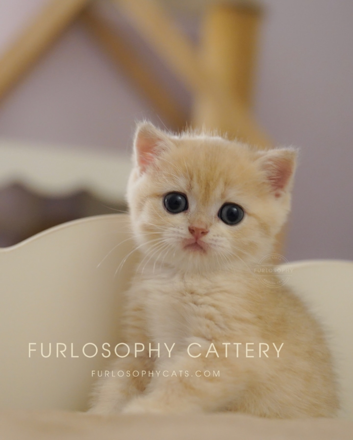 Pinky blue golden boy is reserved 🩵🥰
New home📍Toronto, CA🇨🇦
#bluegoldenshaded #britishshorthair #ay12 #ay11 #catlife