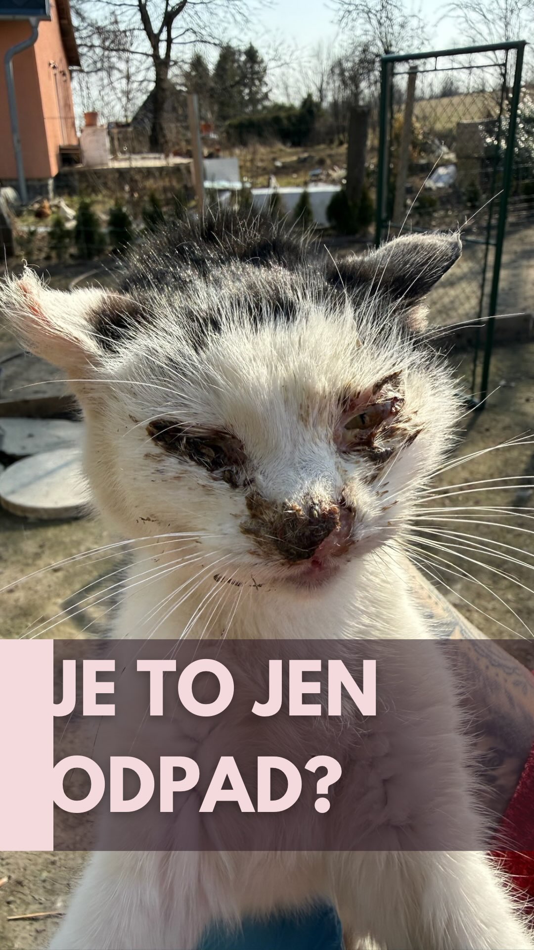 VÍTE, CO SE DĚJE S TĚLEM, KDYŽ UMÍRÁTE HLADY? 🥀💔
Když tělo nemá energii, začne požírat samo sebe. Nejdříve zmizí tuk, pak svaly. Srdce zeslábne, krevní tlak klesne a tělo vypne termoregulaci. Začnete mrznout zevnitř, i když je venku teplo. ❄️
Žaludek se bolestivě stáhne, trávení se zastaví a oči se zakalí hnisem, protože imunita už neexistuje. V tuhle chvíli necítíte hlad, jen nekonečnou únavu a odevzdanost. Přesně v tomto stavu jsme přijali Esperanzu, kterou někdo mrsknul přes plot jako zbytečný odpad... 🗑️🐈
🆘 ÚČET PRO KOČIČKY: 1000900070/5500 💰
Ale Esperanza není sama. Každé jaro se opakuje stejný scénář. Lidé, kteří „nevěří na kastrace“, pak do krabic a přes ploty servírují výsledky své lhostejnosti. „Však já ta koťata rozdám,“ říkají. A pak tyhle nechtěné duše končí u nás – nemocné, začervené a na pokraji sil. 📉💸
Pro nás to není jen smutný příběh na sociálních sítích. Pro nás jsou to další a další faktury na hromadě, která už teď sahá ke stropu. Každá hospitalizace, každá kapačka, každé balení speciálních granulí pro podvyživená těla... to všechno stojí peníze, které prostě nemáme kde brát. 🏥❌
POMOZTE NÁM PŘEPSAT KONEC JEJICH PŘÍBĚHU. 🙏🏻❤️
My ty kočky nenecháme umírat hlady ani v bolestech, ale bez vaší pomoci jsme jen lidé s prázdnýma rukama. Každá vaše koruna dává Esperanze a desítkám dalších šanci znovu cítit teplo, nadechnout se bez bolesti a zjistit, že svět umí být i laskavý.
🆘 Účet pro kočičky: 1000900070/5500
Děkujeme, že v tom tuhle nespravedlnost nenecháte vyhrát. 🐾💜