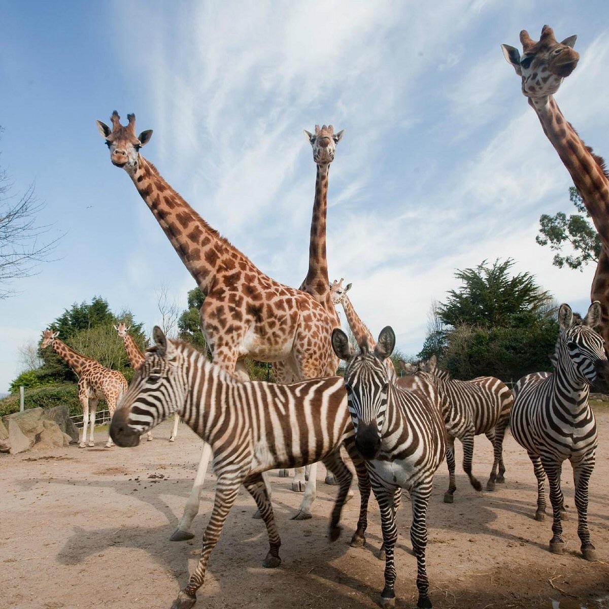 Our regenerative land management program is proving a fantastic success with a new release plan of some of our large animals on to Dartmoor.
#moortolifecic