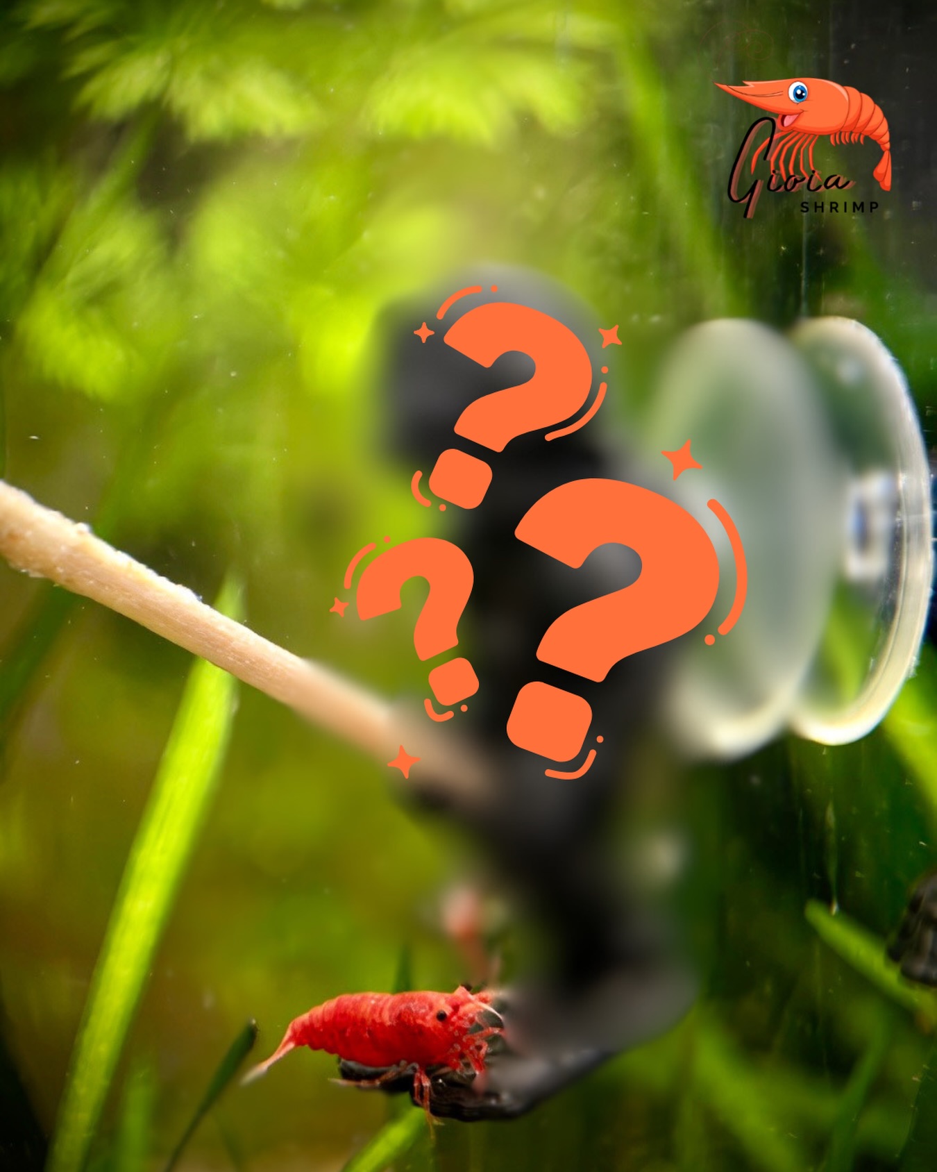 Après 5 ans à optimiser la nourriture…🦐
il manquait un détail dans le bac.
AVRIL va combler ça 😎
#shrimp #crevettes #lollies