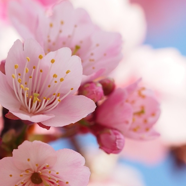 🌷 Spring has sprung...and with that brings change!
You know what they say, a change is as good as a rest and spring brings lots of changes to the studio….starting with the apparatus!
What else is going on this month?
Check all the latest news out in this month's newsletter! (link in bio)