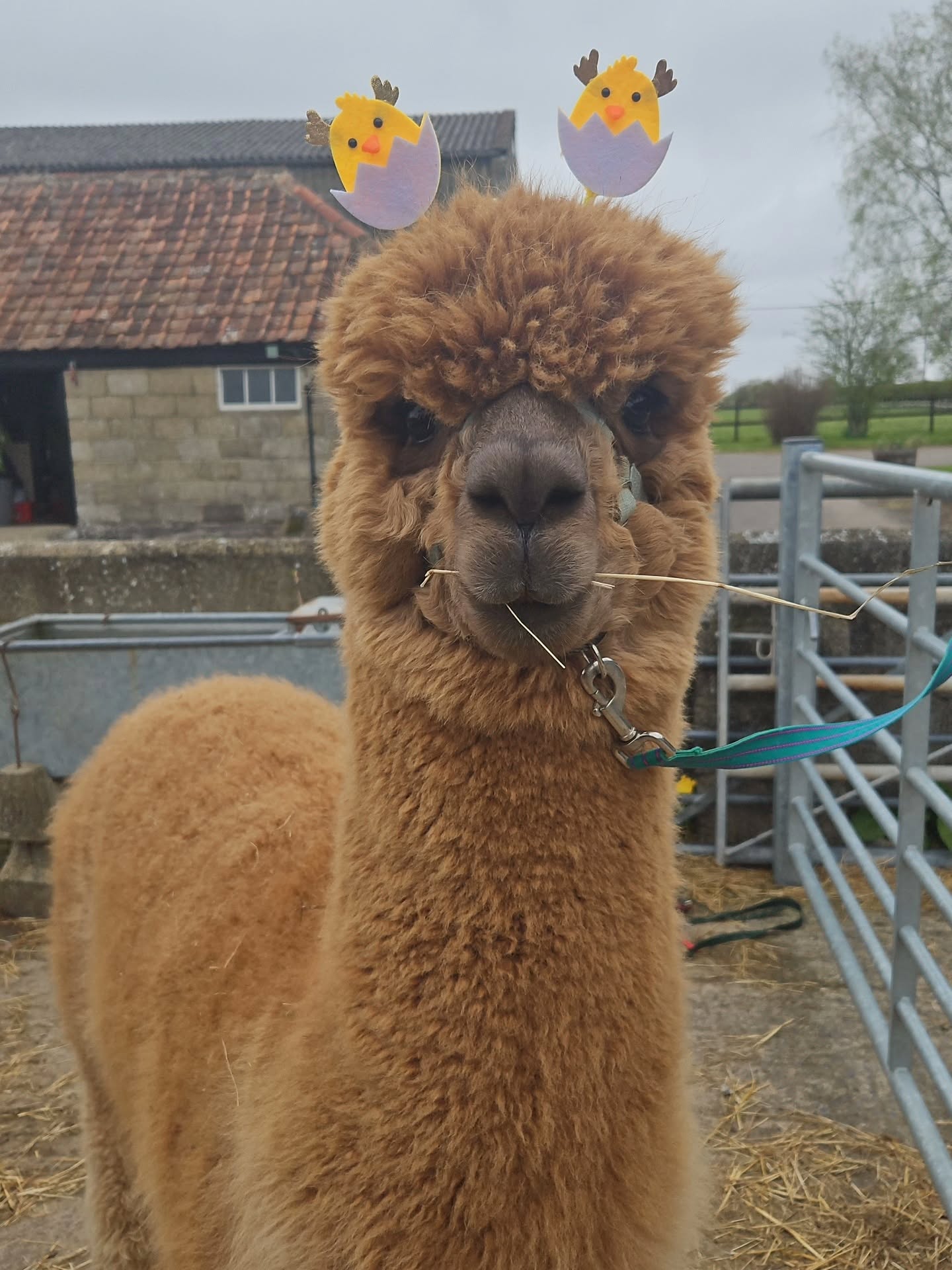 Happy Easter from Wiltshire Alpacas 🦙🐣
chocolate for you, grass for us 🌿
#wiltshirealpacas #happyeaster🐰 #alpacalife #alpacaexperience #cuteanimal