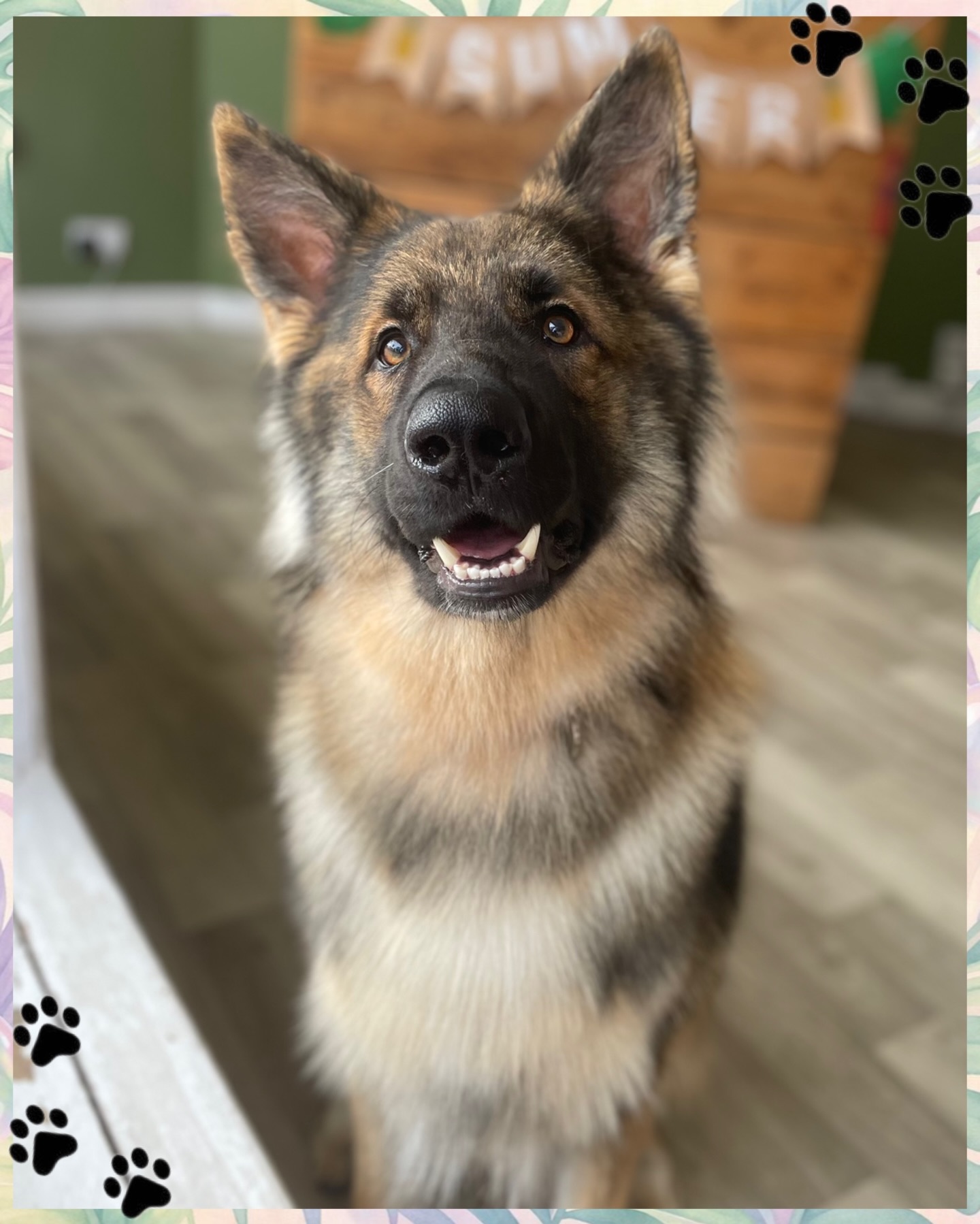 ✨ DOUBLE COAT CARE ✨
Got a double-coated pup like a German Shepherd? 🐾 Let’s talk grooming!
Double coats have two layers:
🧥 A soft, dense undercoat (for insulation)
🧥 A tougher outer coat (for protection)
These coats shed A LOT (hello, fur everywhere 😅), especially during seasonal changes. But here’s the important part…
🚫 DO NOT SHAVE DOUBLE COATS 🚫
Shaving can damage the coat, affect temperature regulation, and even lead to patchy regrowth.
✔️ What they do need:
• Regular brushing to remove loose undercoat
• De-shedding treatments
• Bathing with proper coat-specific products
• Professional grooming every 6–10 weeks
✨ At Knine Dog Studio, we use specialist tools and techniques to safely remove excess undercoat—keeping your dog comfortable, healthy, and your home a little less hairy!
📅 Book your pup in today
📩 DM us for advice or appointments
#DogGrooming #GermanShepherd #DoubleCoatCare #Deshedding #dogcaretips