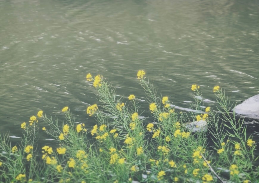 Greeting blossoms while walking,
A bird sweeps a single brushstroke across the sky.
The wind paints a Sazanami on the water’s surface,
And mountains, bathed in moonlight, rejoice in the season.
To the right, to the left,
Above, and below—
Spring is in full bloom.
🌸
End of March.
Landed in Kyushu.
The singing pilgrimage still continue.
-
花と 挨拶しながら歩き
鳥が 空に一筆を走らせ
風は 水面にさざ波を描き
月に 照らされた山々が謳う
右を見ても 左を見ても
上を見ても 下を見ても
春が咲いている
🌸
3月末日
九州に上陸しました
歌の旅はまだまだ続く