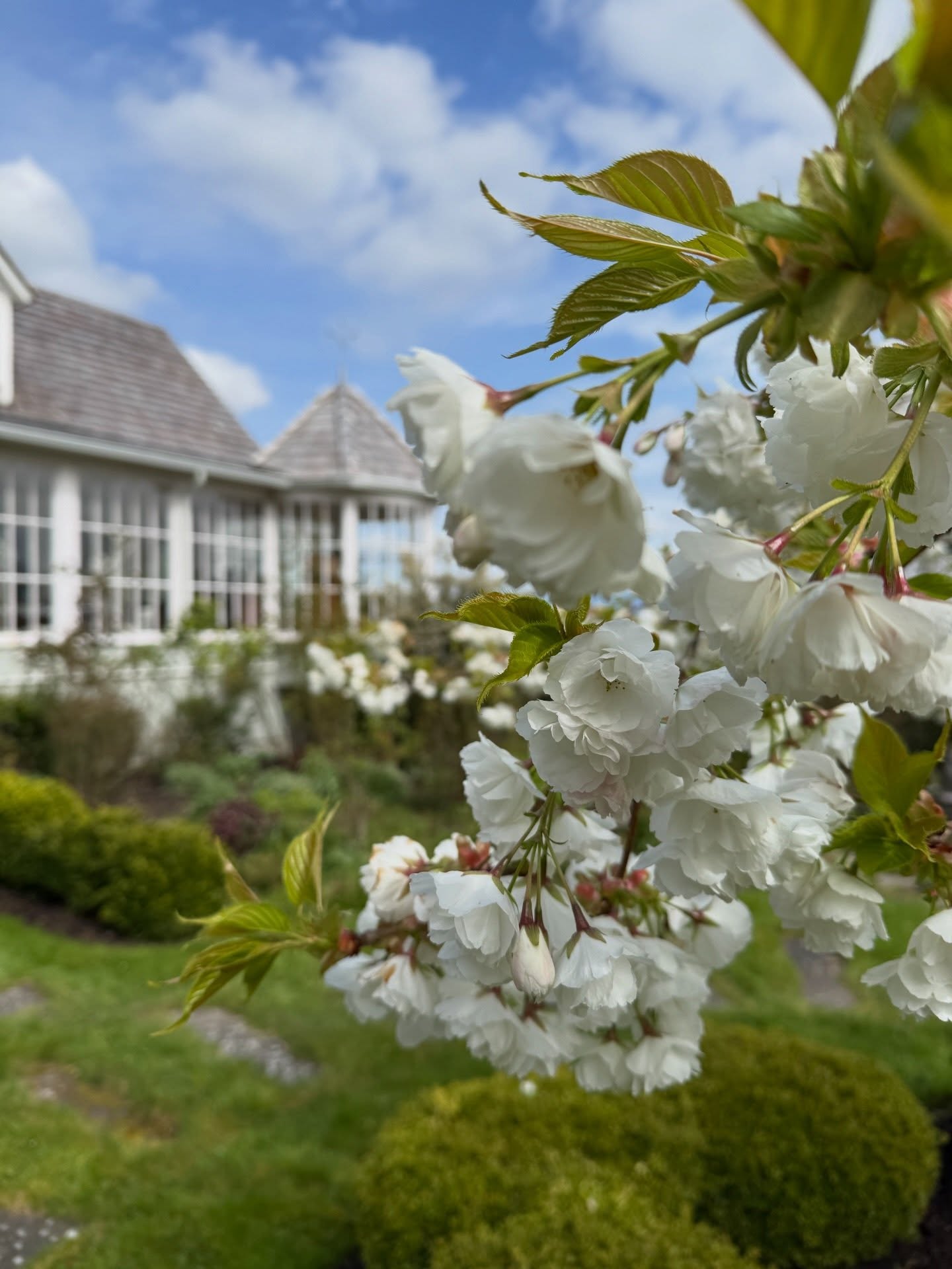 Spring has arrived at Ridge Road Farm—and it’s putting on a show.
The Mount Fuji cherry is in full bloom, soft petals catching the light, while the first blooms are beginning to wake up the white garden. Quiet signs of the season turning, and the garden stretching back to life. 🌿✨