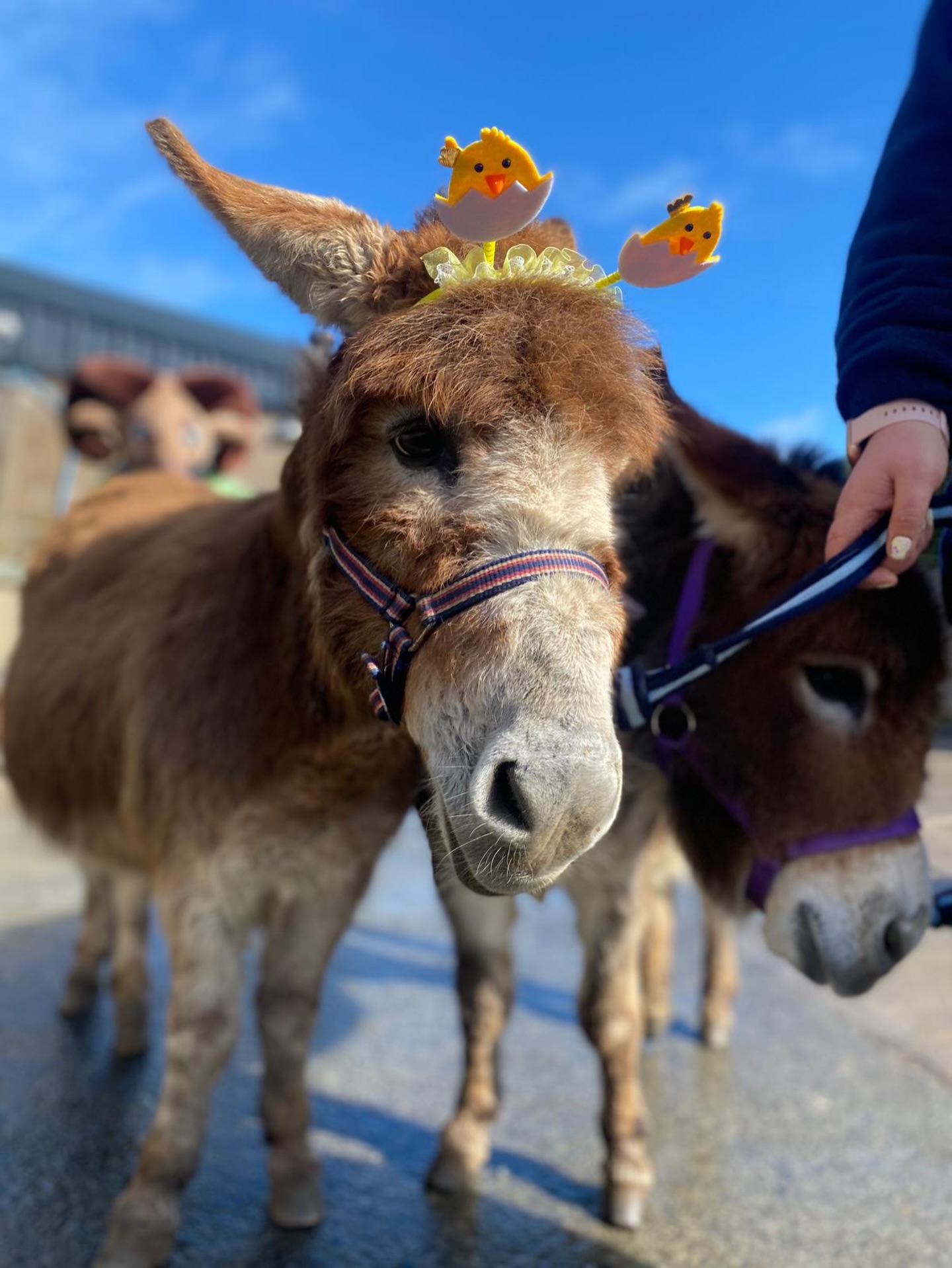 Easter weekend day 1/4... Done! ✅
And the sun even came out for a wee 10 minutes or so. 😂
Thank you to everyone who braved the rain and came to have fun with us! Tickets remaining for the rest of Easter weekend online and at the door. 🐰🍫😊
#donkey #cuteanimals #ayrshire #glasgow #easter