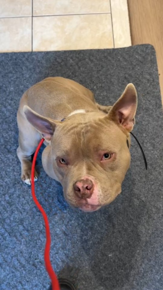 Meet Tonka 🐾
Tonka, an American Bully, has just joined us and is showing strong reactivity toward other dogs and cats. In this session, we’re beginning to address those behaviors by creating clear communication and structure.
Instead of allowing the reactions to continue, we’re guiding him through controlled exposure and reinforcing calm, non-reactive behavior. By setting clear expectations and rewarding the right choices, Tonka starts to understand what is being asked of him.
This is the foundation of behavior change. With consistency and proper guidance, reactivity can be improved.
📩 Message us if your dog is reactive to other dogs or animals.
📍 24 Pillar Rock Crescent, Markham, ON L6C 3H4, Canada
📞 (647) 425-4838 / (647) 807-8761
🌐 www.benridgecanineservices.com
#dogtraining #BenridgeCanineServices #DogTrainingMarkham #dogbehavior #reactivedog