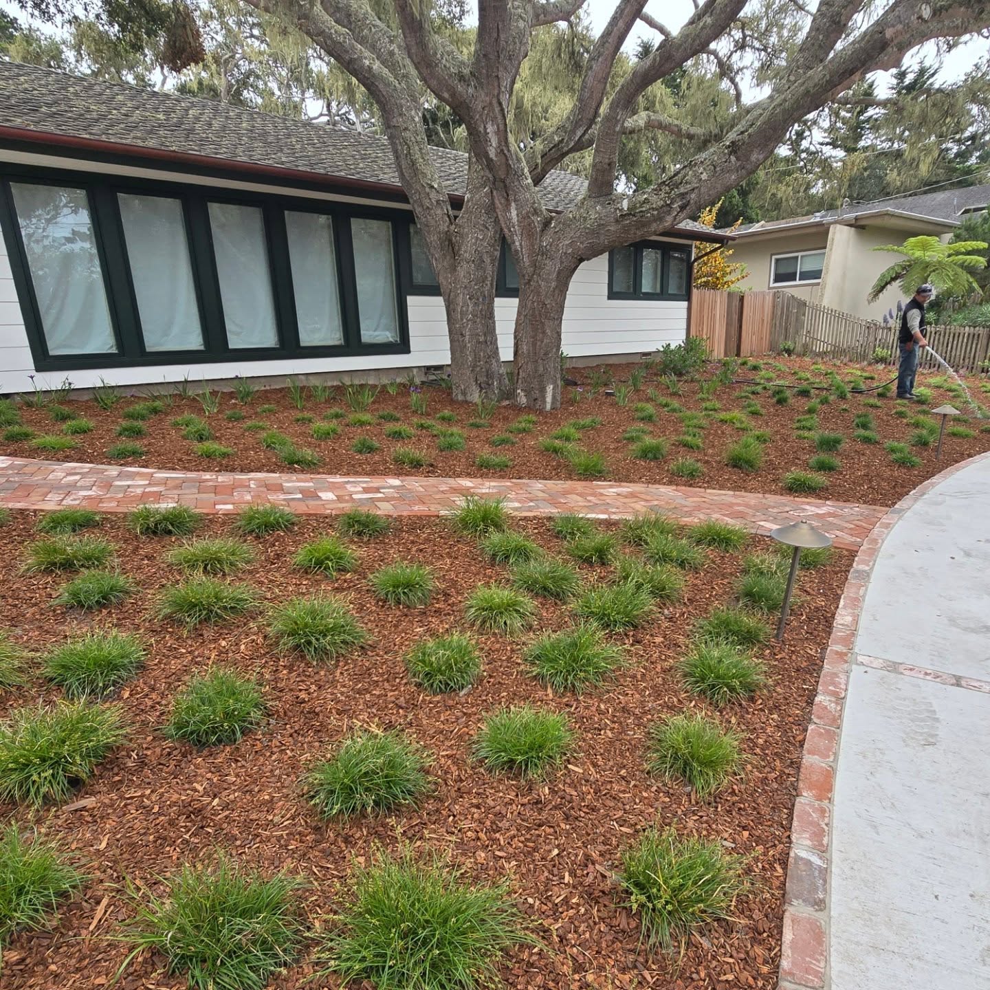Planting in progress - #PebbleBeach
#Carextumulicola
#nativebunchgrass
#CarmelPointLandscapes