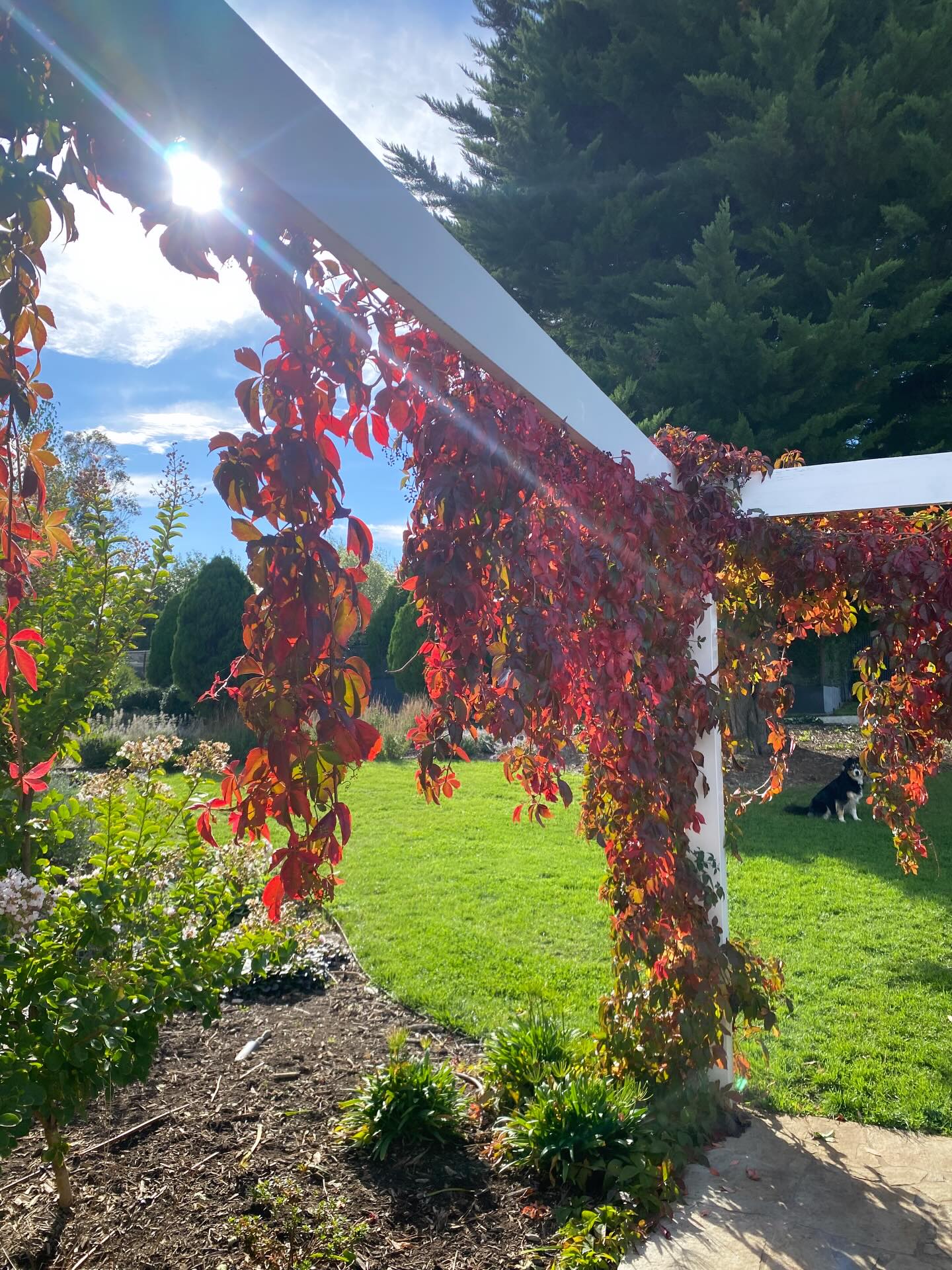 Finding beauty and inspiration in the everyday 🍂♥️
Spot the photo bomb by Misty, she always loves the camera!