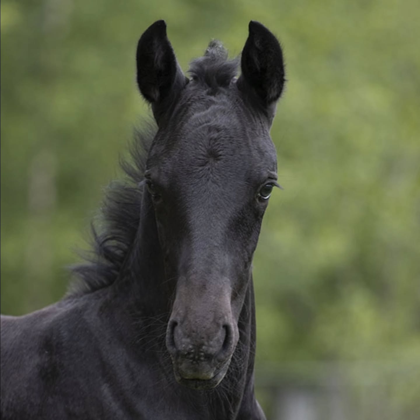 Avelssäsongen 2026
Nu är det dags att planera för hingst om du ska ta ett föl på ditt sto i år!
Våra avelshingstar 34 Pluto Timon, 35 Pluto Cosmo och 30 Favory XXVIII-27 finns tillgängliga för avel från mitten av april.
Vi hoppas att alla lipizzanerstoägare tar åtminstone ett föl på sitt sto, för att hjälpa till att bevara rasen i Sverige, och framförallt för att få ett alldeles eget lipizzanerföl!
Är du osäker på hur allt går till? Eller vet du inte vilken lipizzanerhingst som kan passa juat ditt sto? Tveka inte att höra av dig så försöker jag guida dig.
---
I betalt samarbete med Agria.
I samarbete med Agria bjuder vi på foster- och fölförsäkringen. Försäkringen innefattar bland annat:
▪️3000 kr i livförsäkring.
▪️120 000 i veterinärvårdsförsäkring.
▪️Ersätter om stoet kastar eller resorberar.
▪️Ersätter om fölet blir sjukt och måste behandlas av veterinär.
När ditt sto är konstaterat dräktigt kontaktar du: Angela ”Gela” Hallberg på 070-595 47 51 eller ditt lokala ombud för att få ta del av din nya försäkring.
#lipizzaner #agria
