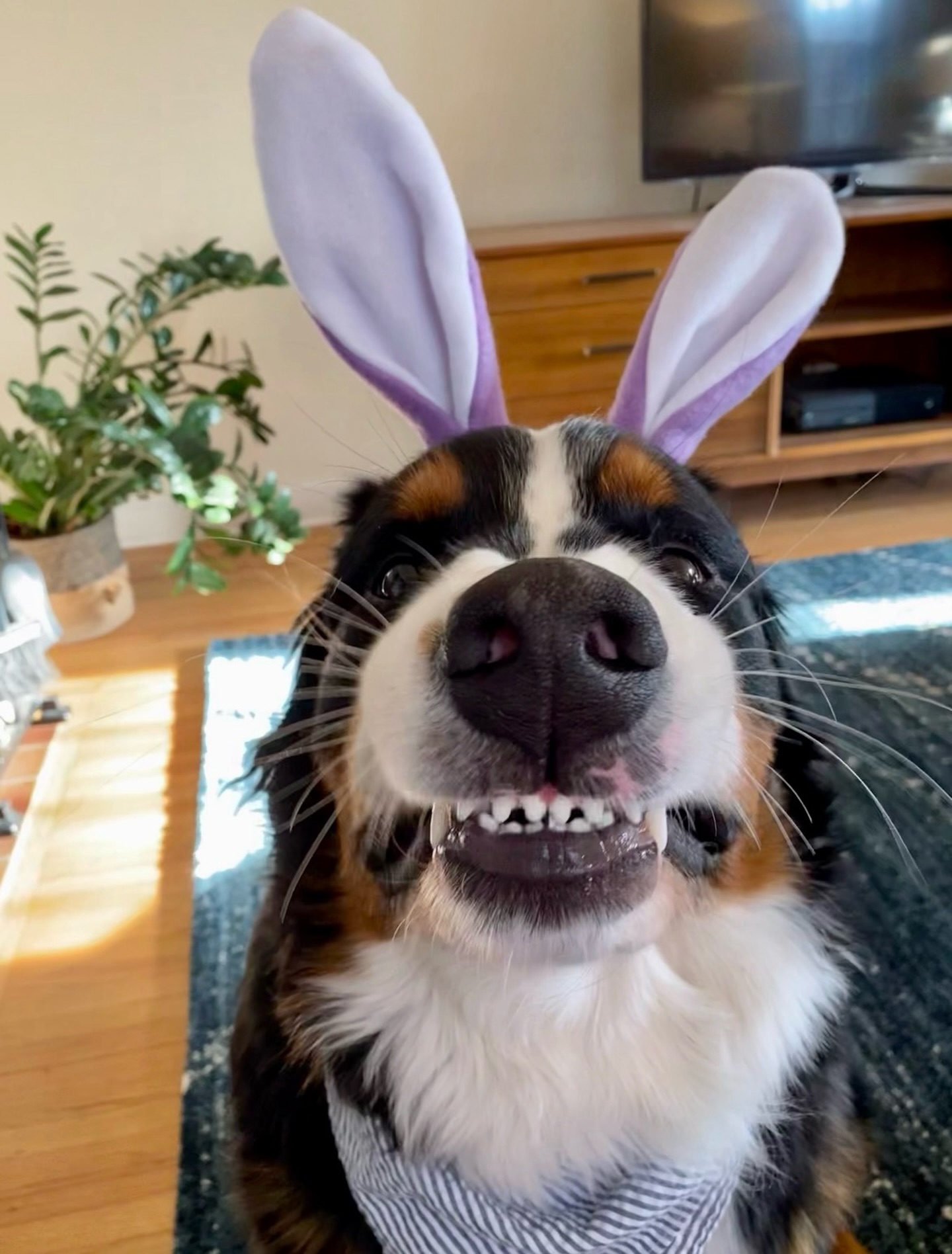 It’s the Easter Bernie! 🐰🪻🐣
Wishing you a Happy Easter and happy spring!