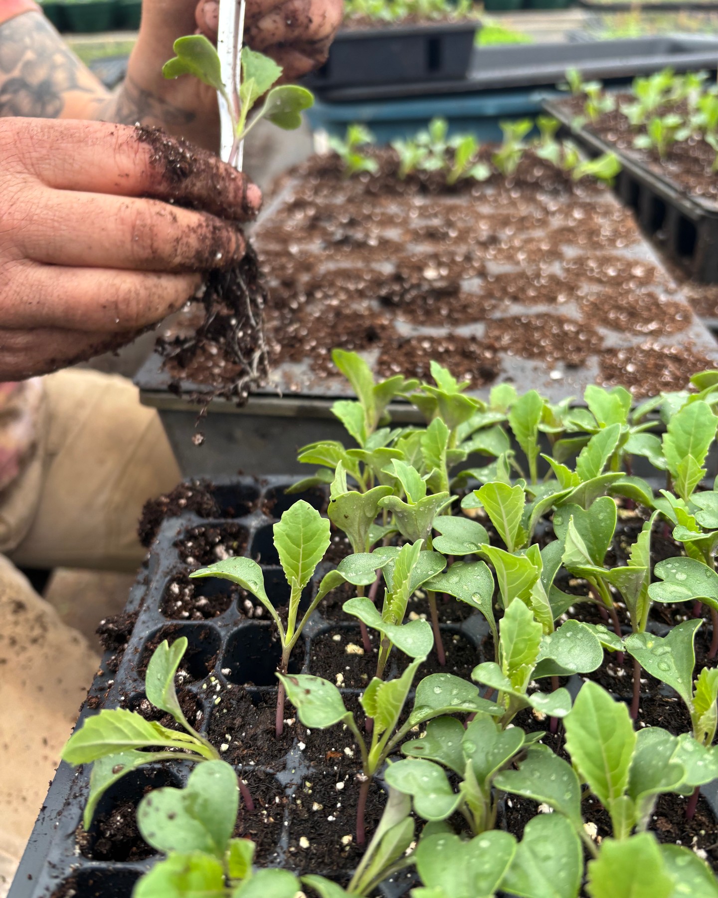 Opening day, April 9th!
Stop in and say "hi"--we'll have greens, stored carrots, beets, potatoes along with potting soil and bagged compost.
Spring hours April & May, Thursdays-Sundays, 10:00-4:00.