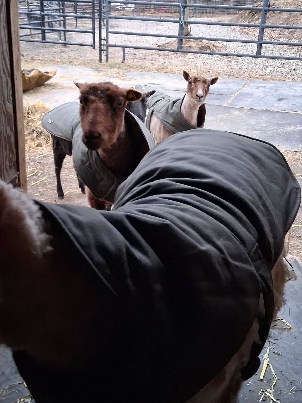 Sheepies got sheared and got the cutest #LLbean dog coats to get them thru this last cold spell. 🥰