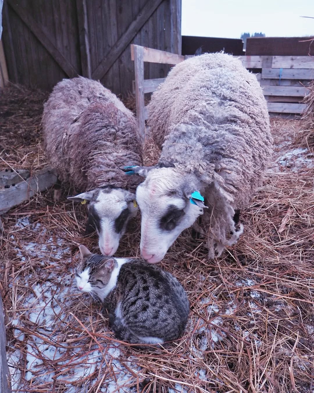 Viuhti making friends with our rams and horses😽
#farmcat #catsofinstagram #countrylife #sheepfarm #animalfriends #farmanimals