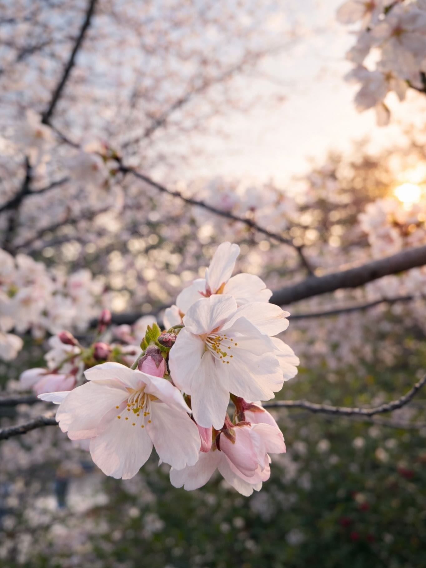 Beautiful sunset with cherry trees the other day.
Cherry blossom at the peak in Kyoto.
Spring has arrived.