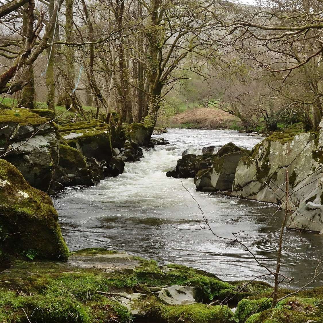 A splendid stretch of the Wye north of Rhayader where there are some rapids and this mighty unusual sculpture tucked away in the old Cambrian Railway line. #wye #wyevalley #riverwye #midwales #walkingwales #riverwalkl