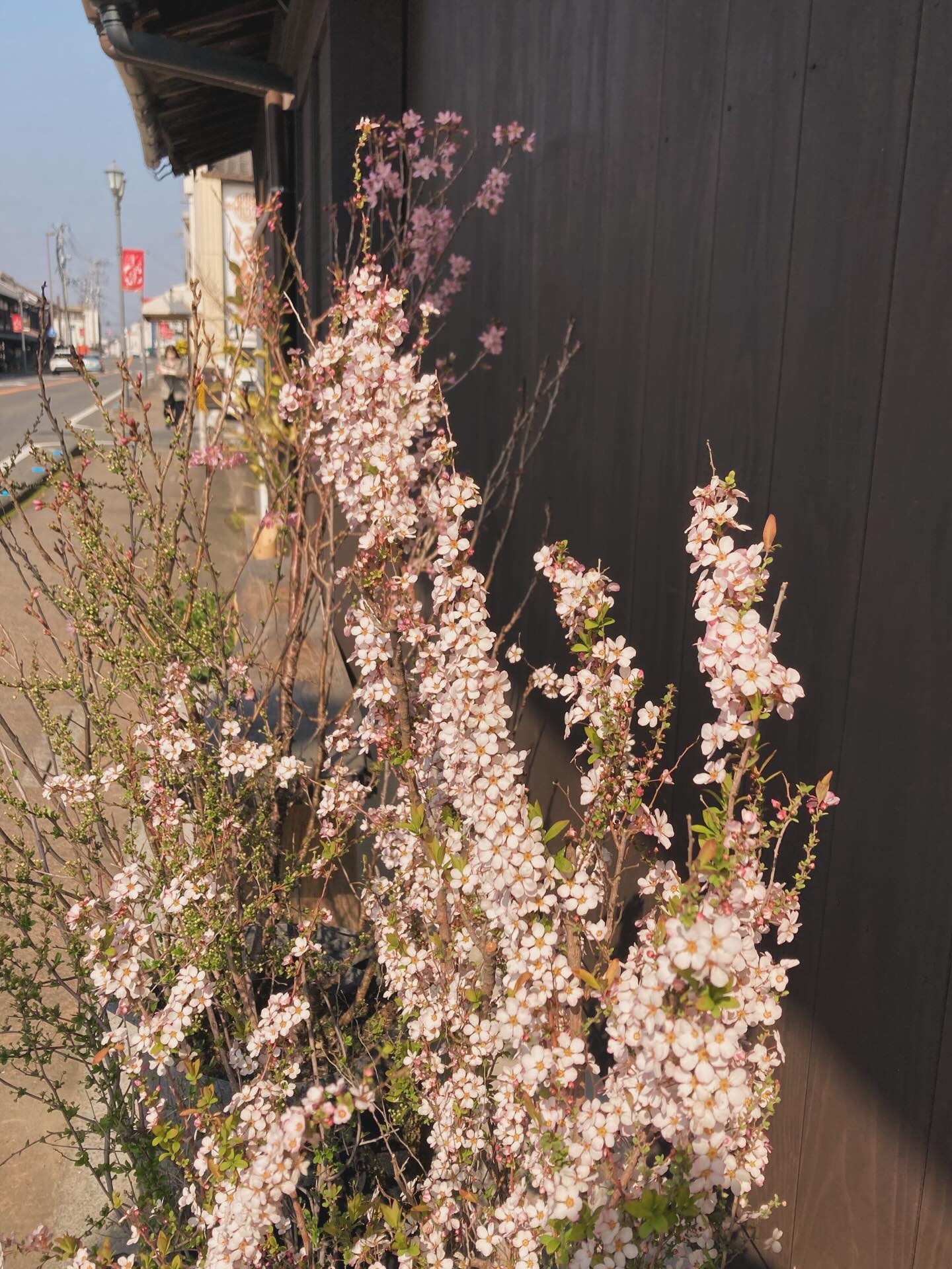 明日4/3は15:00迄の営業です。
4/4日は終日お