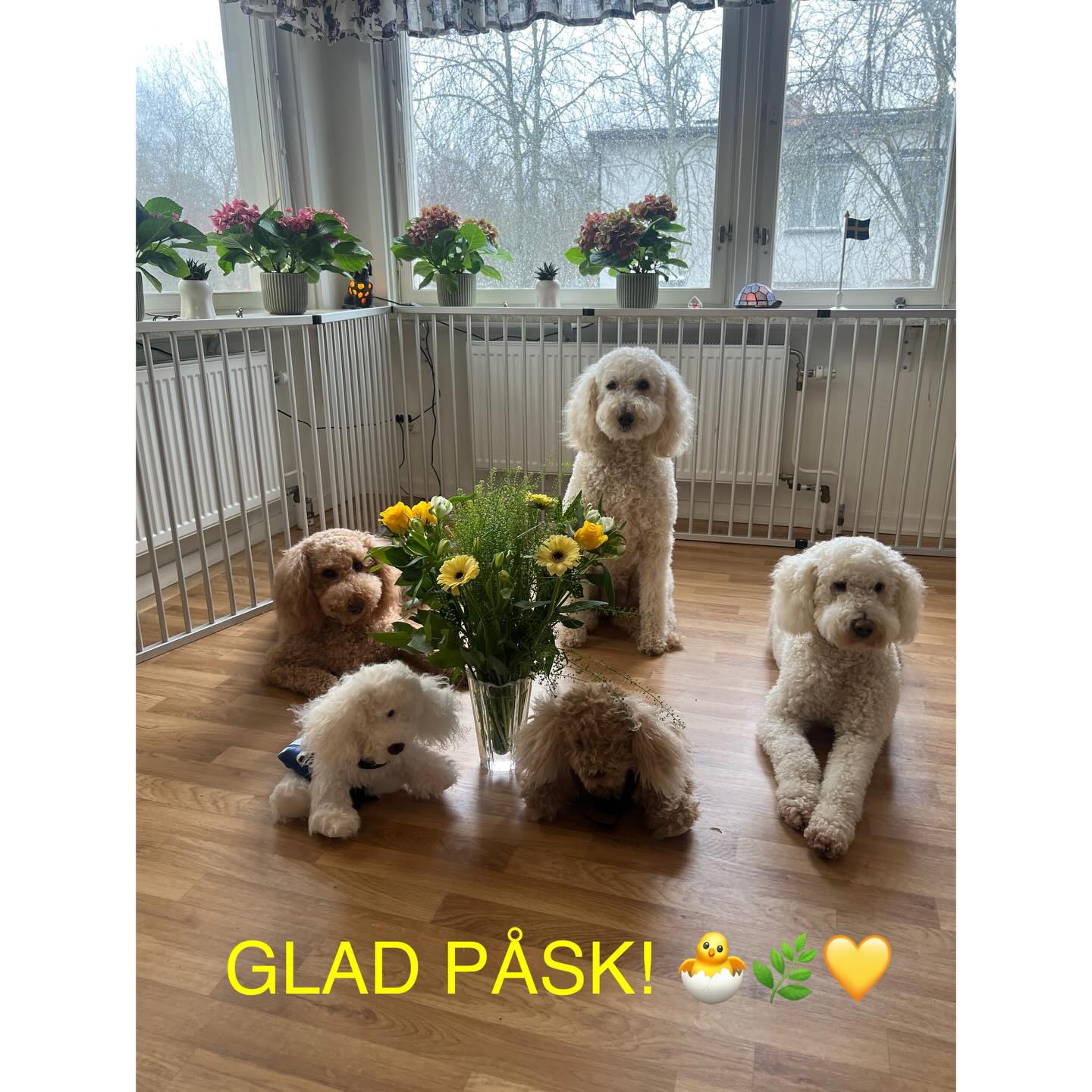 GLAD PÅSK🐣önskar Sjukhushundarna® - i en nu tom valphage 🐶! Valparna har precis flyttat till sina underbara nya hem! 💙💚💜❤️ #påsk #sjukhus #hund #valp #puppy @akademiskasjukhuset @regiongavleborg @barnmottagningen_mse