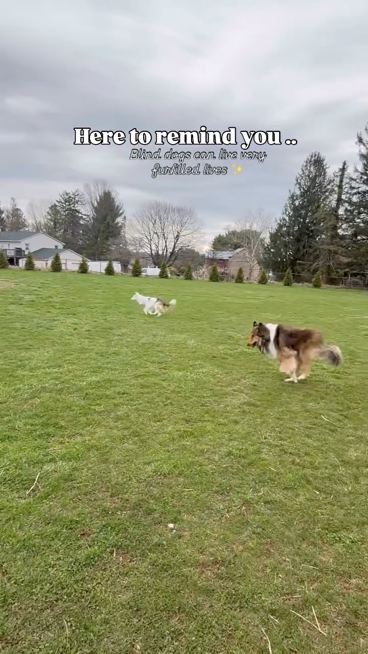 Just your daily reminder from the Down to Earth Doglady that blind dogs are capable of so many wonderful things.
Not me over here tearing up over how proud I am of these two.
#blinddog #blinddogsofinstagram #dogtraining