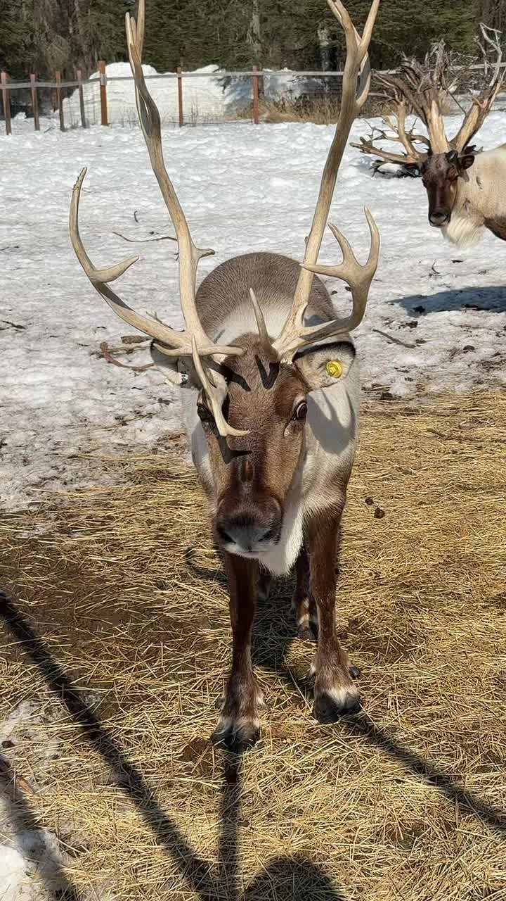 Stages of antler growth #Alaska #reindeer #antler #education
