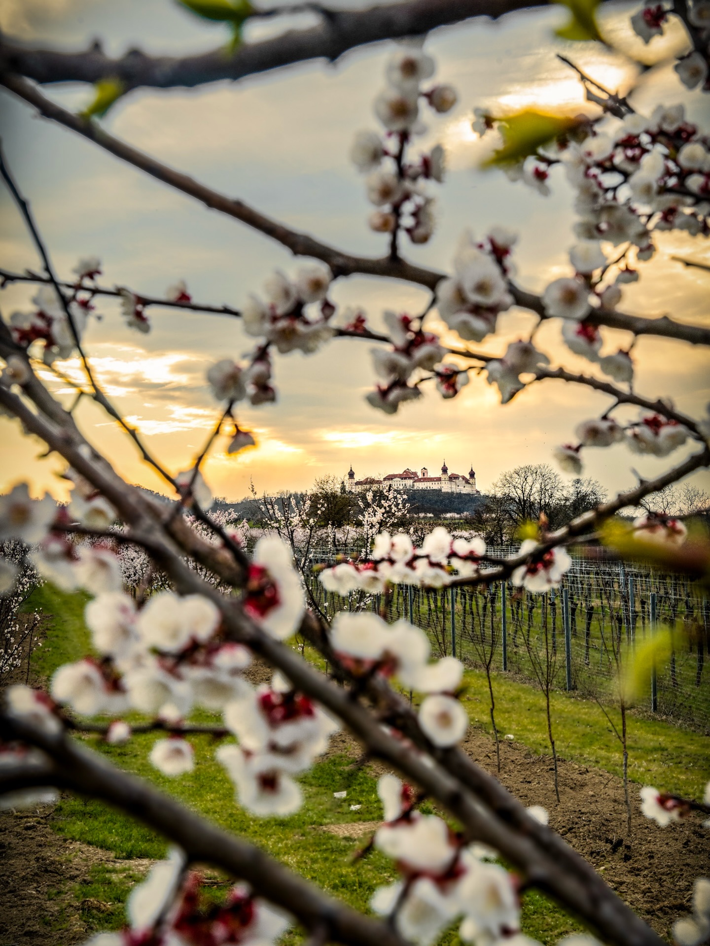 R u h e v o r d e m S t u r m 🌸 Da hab ich wohl gerade noch rechtzeitig den Tag vor dem Wetterumschwung für den traditionellen Wachaubesuch zur Marillenblüte genutzt 📸
.
.
.
.
.
#wachau #marillenblüte #visitniederösterreich #stiftgöttweig #frühlingserwachen