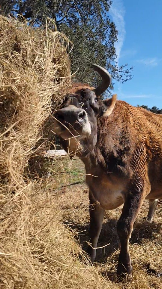 Playing with our Food at Sweetfields Farm! #sweetfieldsfarm #hay #sunflowers