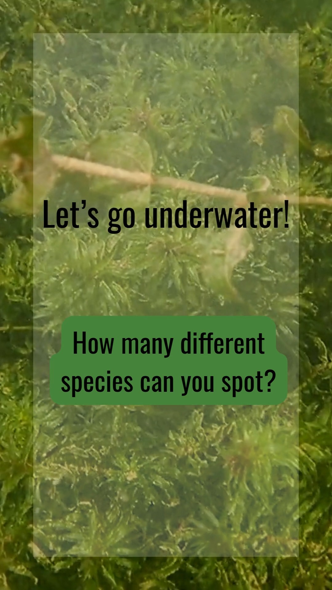 Let’s go underwater 👇
How many different SAV species can you spot?
Take a guess before the reveal…
👀
There are 5 species hiding in this clip—did you catch them all?
Learning to identify submerged aquatic vegetation isn’t just a fun challenge, it’s how we start to understand what’s happening beneath the surface. Different species tell us different things about water quality, habitat, and overall ecosystem health.
That’s exactly what we focus on in SAV Seekers—training volunteers to recognize these plants, collect real data, and build a clearer picture of our waterways across Delaware.
Once you start noticing the differences, you won’t stop seeing them.
#SAVSeekers #SubmergedAquaticVegetation #CitizenScience #WaterQuality #DelawareWaters #UnderwaterWorld