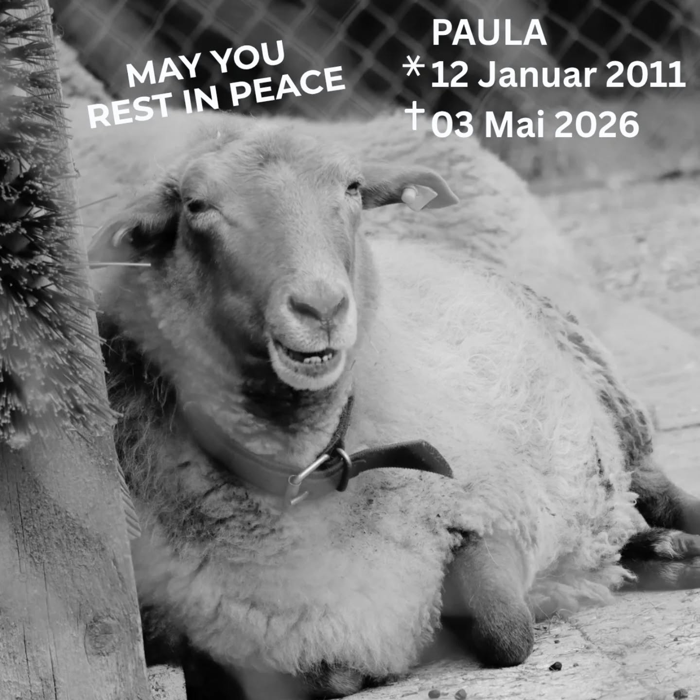 Machs gut, Paula. 🐑💔 Vorgestern mussten wir uns schweren Herzens von dir verabschieden.
Über 10 Jahre warst du ein fester Teil unseres Abenteuerspielplatzes. Danke für alles, was wir mit und von dir lernen durften.
Du wirst hier sehr fehlen. 🌿☁️