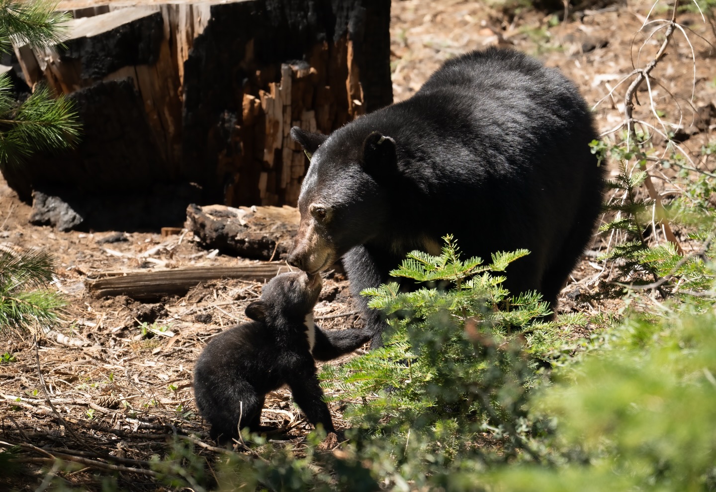 Watching this cub and its sibling stubble around, explore, and learn to climb was pure magic. Words can’t describe how special it was to witness. ❤️
.
.
.
.
.
#blackbears #babybear #sequoianationalpark #nationalparkgeek #californiawildlife