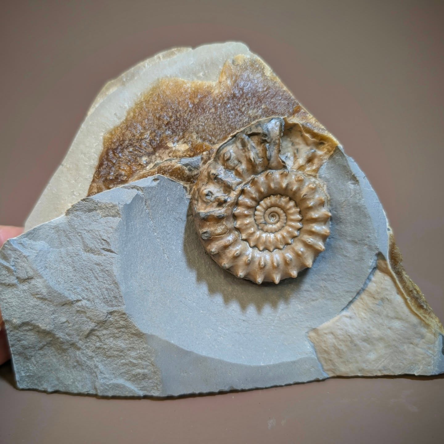 Three components, Rock,calcite and a Microderoceras ammonite make for a pleasing combination. It is a piece from a septarian nodule from the Jurassic of Stone Barrow beach Dorset. The ammonite measures 6.5 cm across.
#fossils #ancienthistory #paleontology #ammonite #fossilpreparation