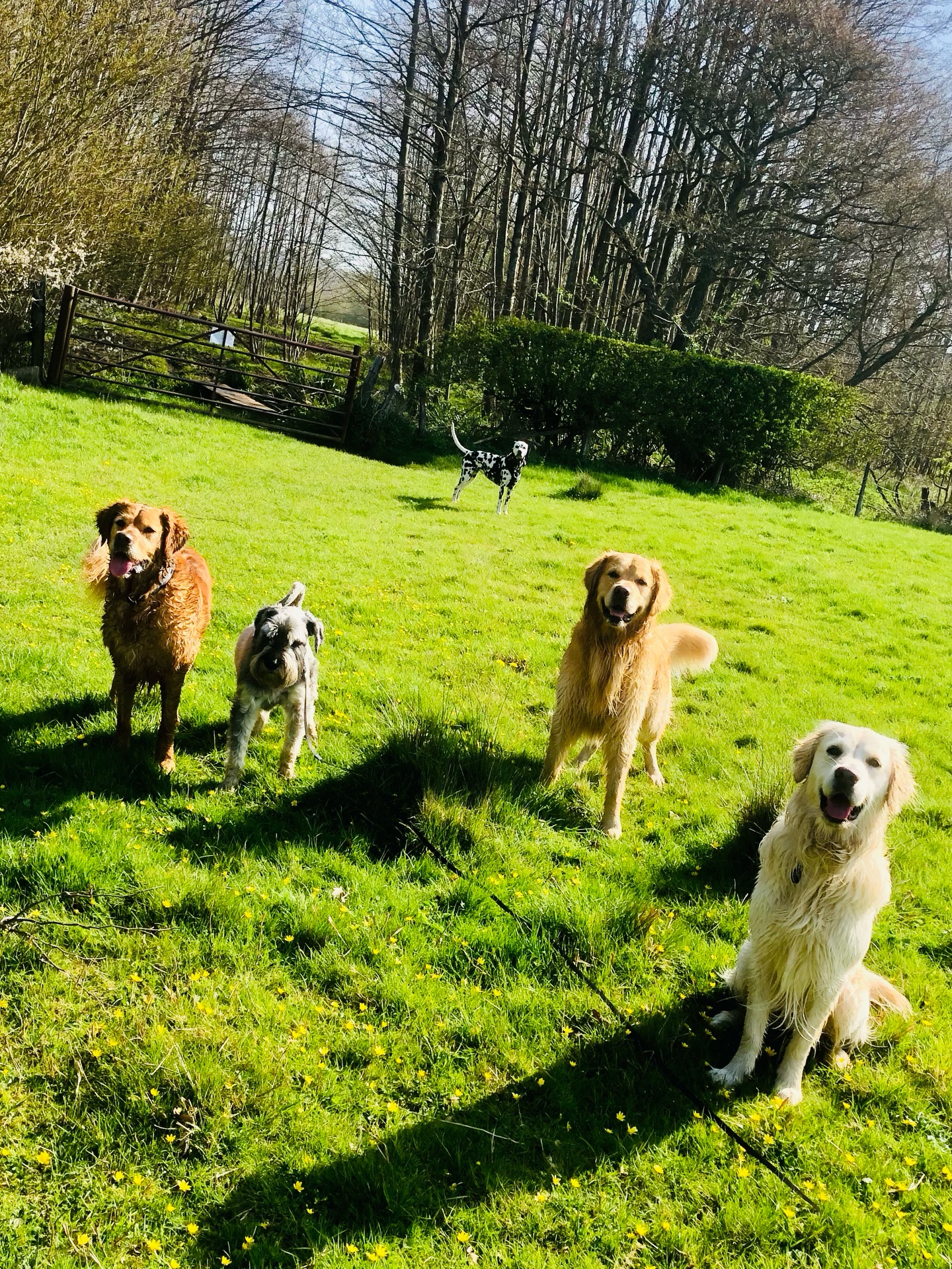 ❤️
If your dog would like to have a walk with us then contact us at www.ardendogwalking.co.uk and check out our half-day experience.
#ullenhall #tanworthinarden #hockleyheath #henleyinarden #dog