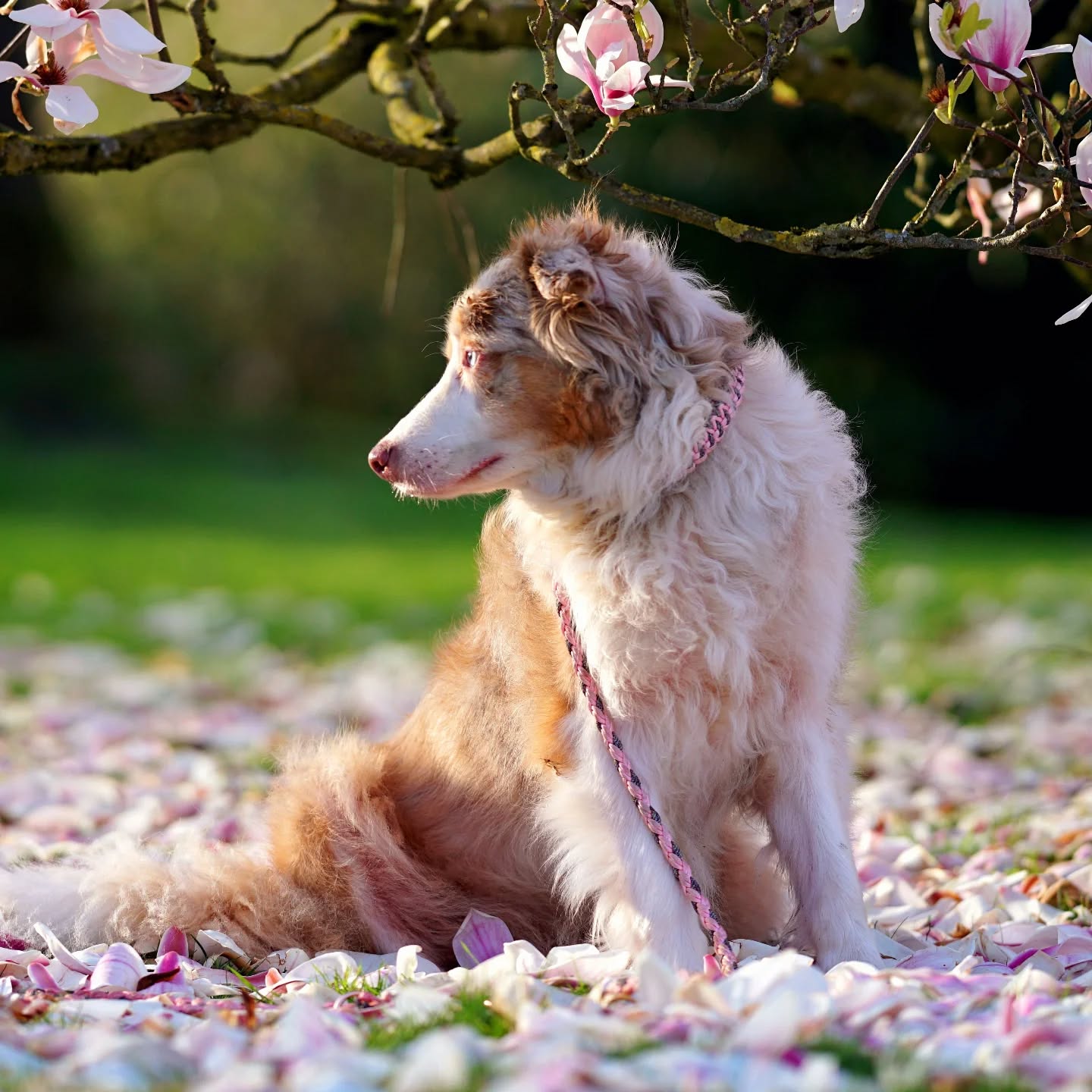 🌿🐾 Ein kleiner Ostergruß von uns an euch 🐣
Zwischen Frühlingssonne, Vogelgezwitscher und neugierigen Schnüffelnasen entstehen gerade die schönsten Momente. 💛
Danke, dass ihr unsere handgefertigten Leinen mit auf eure Wege nehmt.
Habt ein ruhiges, liebevolles Osterfest mit ganz viel Zeit füreinander. 🌷🐕
#Ostergrüße #MitHundUnterwegs #HandarbeitMitLiebe #Frühlingsgefühle #wunschleinen