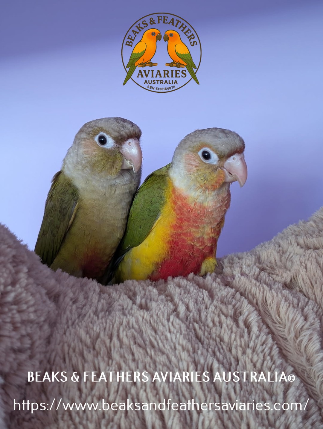 These little young green Cheek Conures, a pineapple, and a Cinnamon went to their new, forever-loving home over Easter and were sent this picture not long after they arrived at their new home to show how they had settled 🥰
#handraisedbabygreencheekconures
#greencheekconures
#greencheekconuresaustralia