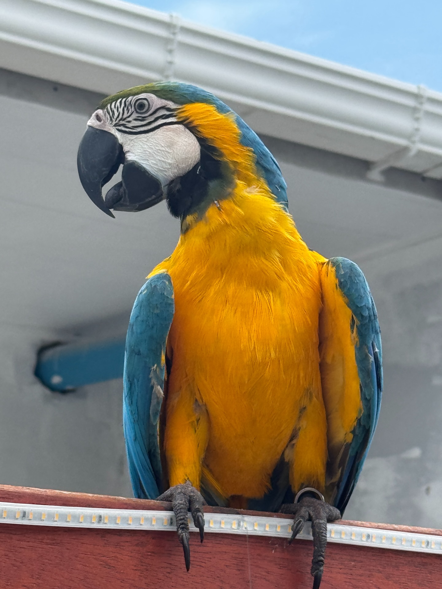 Bienvenue aux Maldives ! 🦜
#maldives