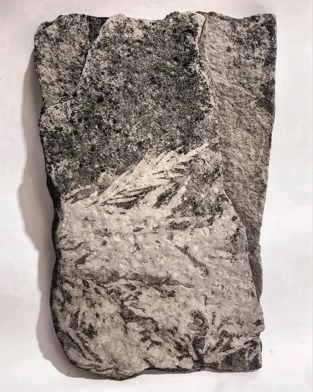 So happy to find this amazing plant fossil on the shore at Castletown - inspiring!
#plantfossil #fossil #Flagstone #sandstone #plant #paleontology #inspiration #castletown #Caithness #nc500