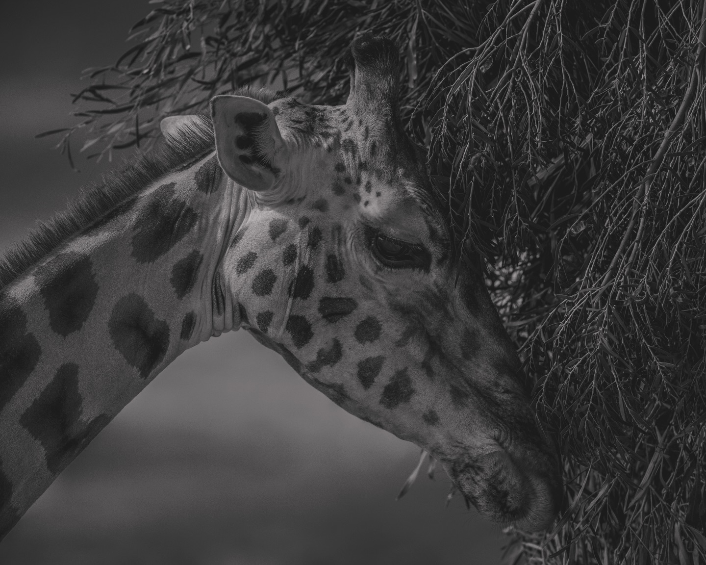 Not a Bird.
#wildlife #blackandwhite #giraffes