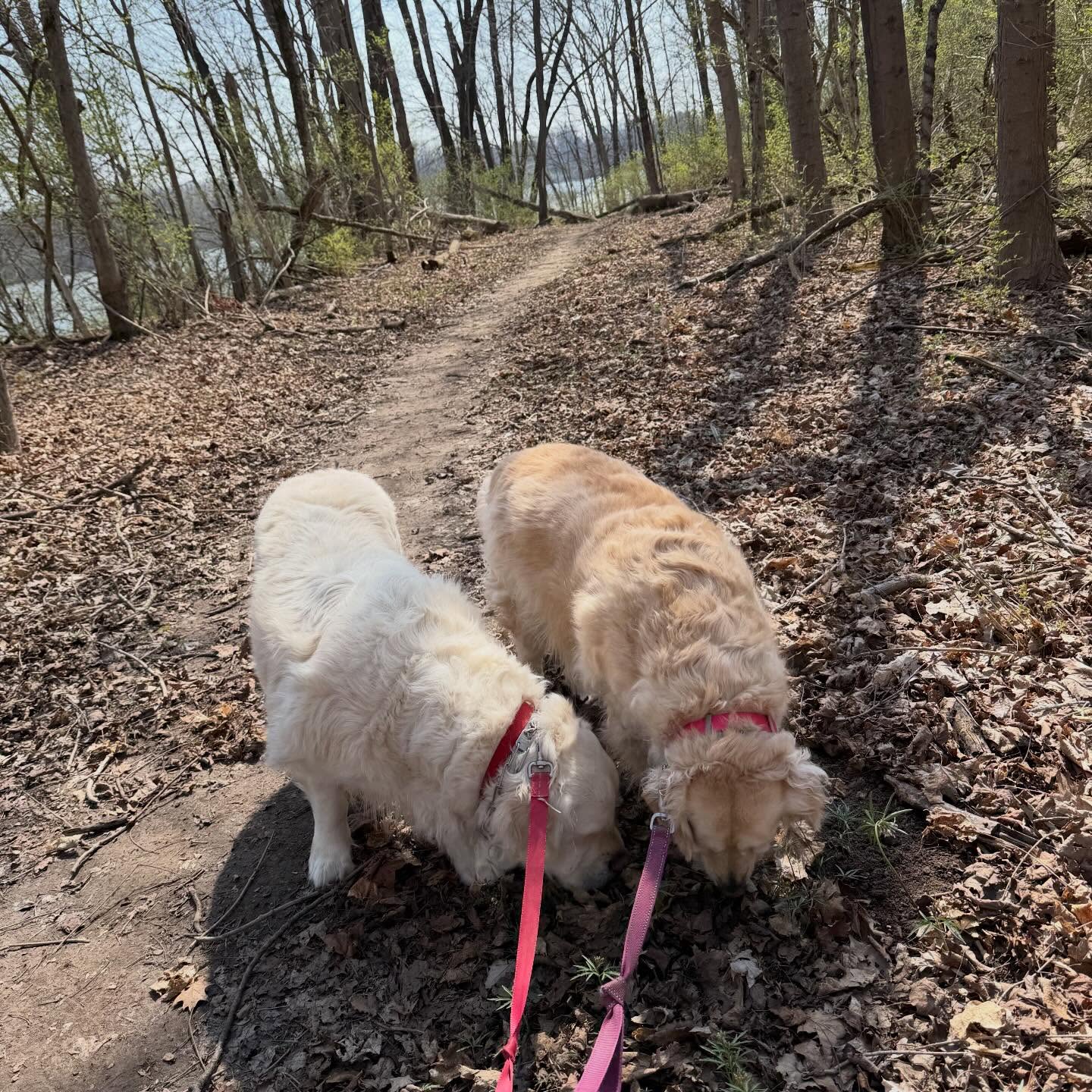 Now Hiring: Part-Time Dog Walkers & Cat Sitters!
Tired of sitting at a desk pretending to be busy? We’ve got a better gig: caring for dogs and cats! 🐶😺
✨ Flexible hours
💰 $10/hr starting pay
😂 Unlimited pet hair, tail wags, and purrs included
If your resume includes “expert belly rubber” or “professional treat dispenser,” we want you!
Apply now and trade spreadsheets for squeaky toys. 🎾
thedogspajamas.com/jobs