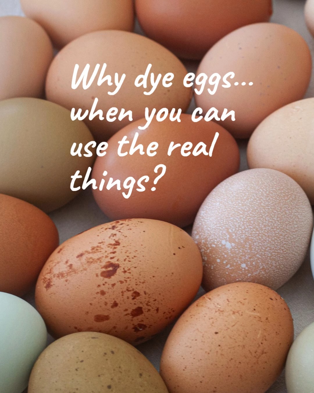 Pre-colored eggs… courtesy of our hens.
No dye kits required. (but you can color if you want!)
Eggs available daily, 10am - 7pm at the Chick Shack!
For directions to the ranch, email - Chicks@FamilyHeritageAcres.com
See link in Bio. to learn more!
#FarmFreshEggs #EasterEggs #FamilyHeritageAcres #kelsolongview
#eatlocal #farmfresheggs #realeggs #easterdecor