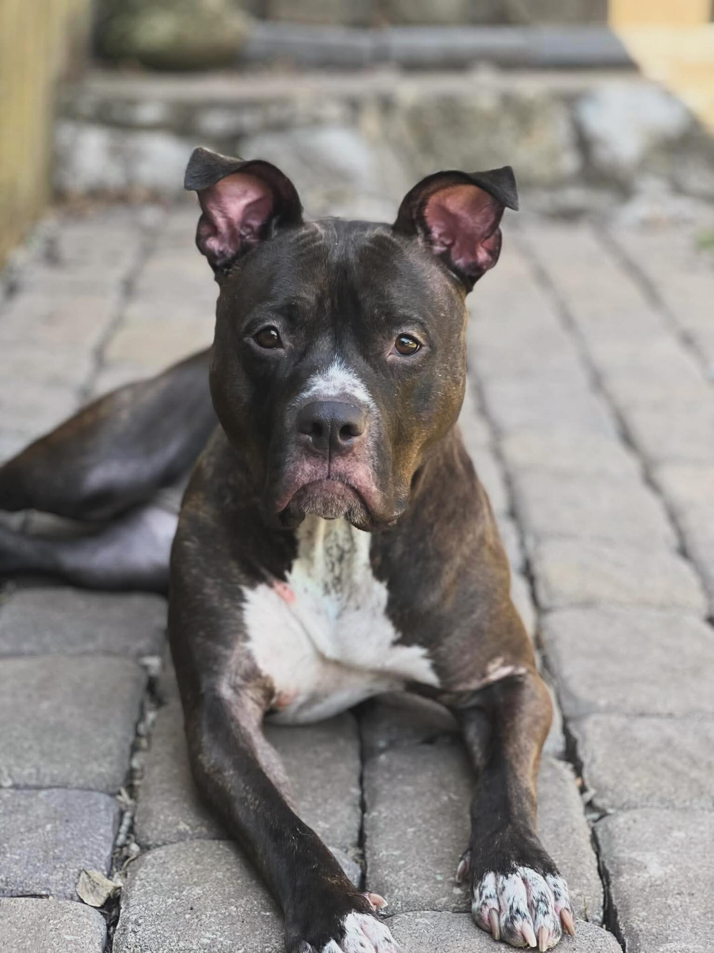 Still thinkin’ about Maude?
She’s been waiting since she was just a pup for her forever family to come find her! Maude is bubbly, goofy, and FULL of character.
She’s also POTTY TRAINED! A beautiful AND smart girl.
Maude can give you everything and more. Apply to meet her at https://www.madeapromiserescue.org/dogs/maude 💕