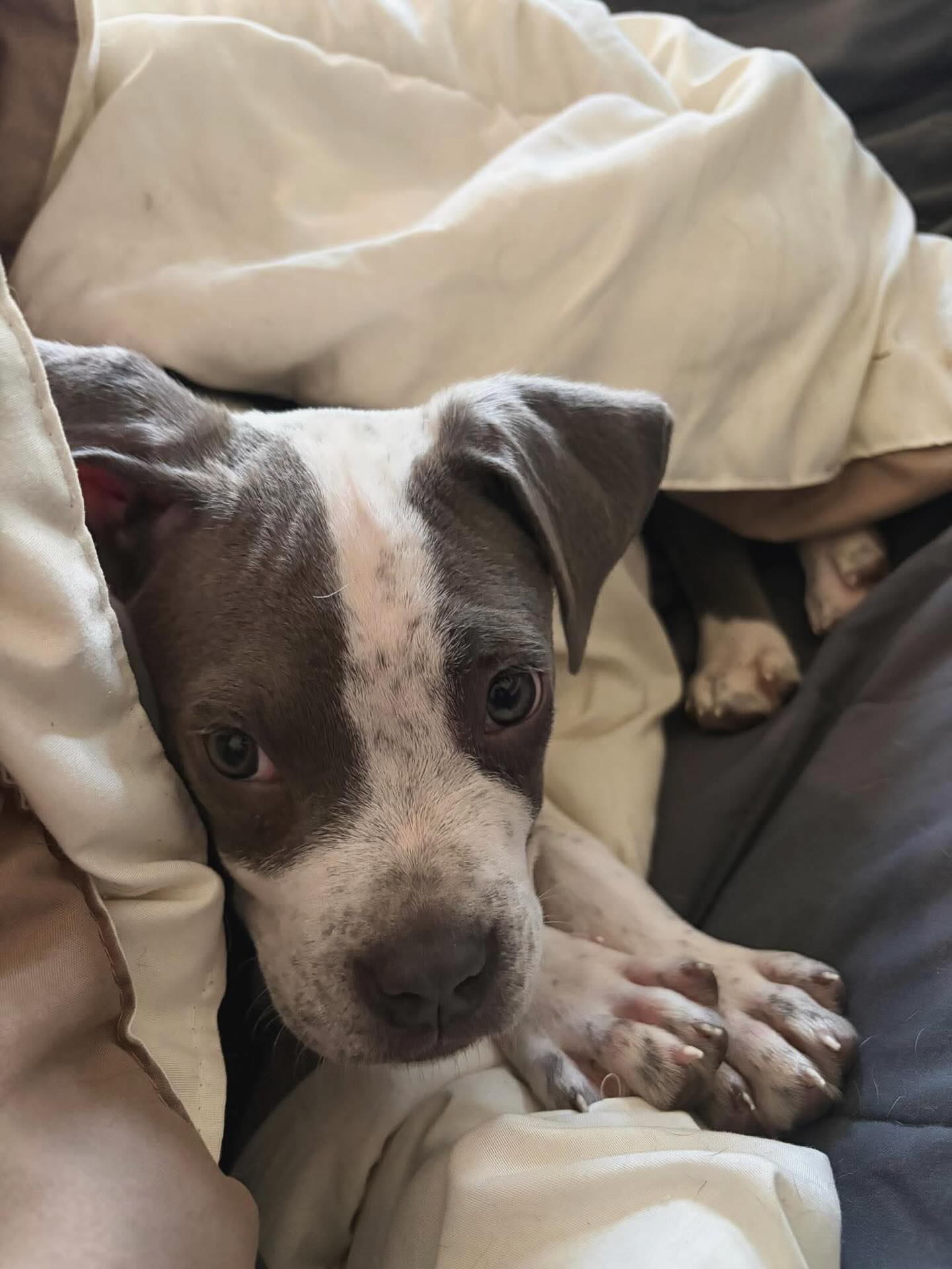 Meet our newest promise pup, Auggie! 💕
Auggie’s foster mom’s are still getting to know him, but we are so excited to see him open up and show his personality over the next few weeks.
Everybody say, “Hi Auggie!” 🐶