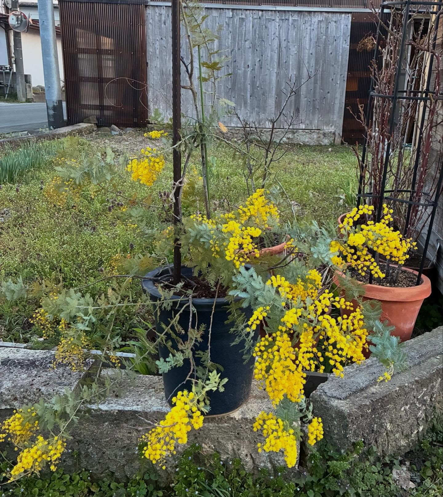 こんにちは😊
今日は気持ちいい春☘️
ミモザも咲きました❣️