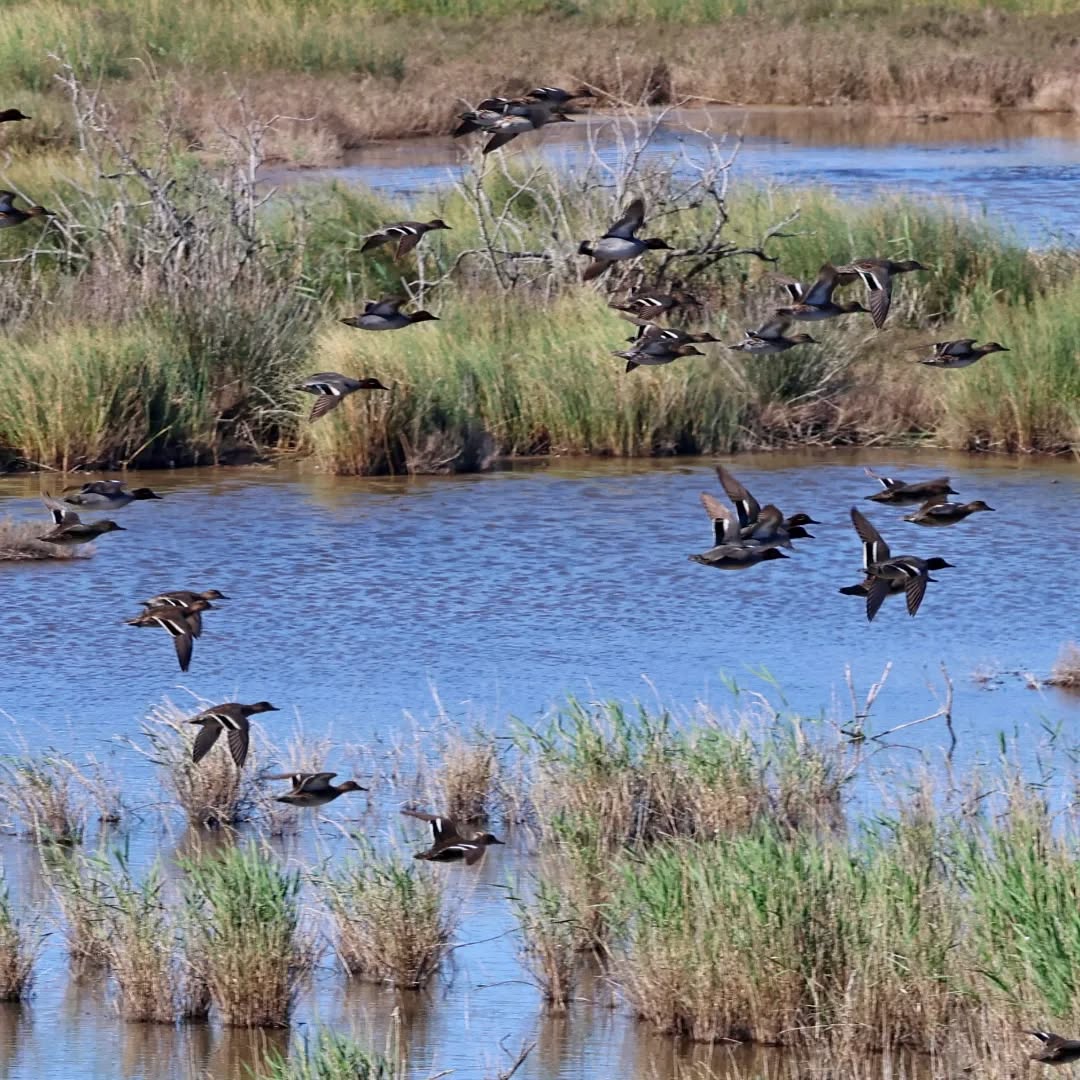 Green winged teal at Livadi Marsh.
#islandwildlife #kefaloniawildlife #greekwildlife #guidedwildlifewalks #birdlovers