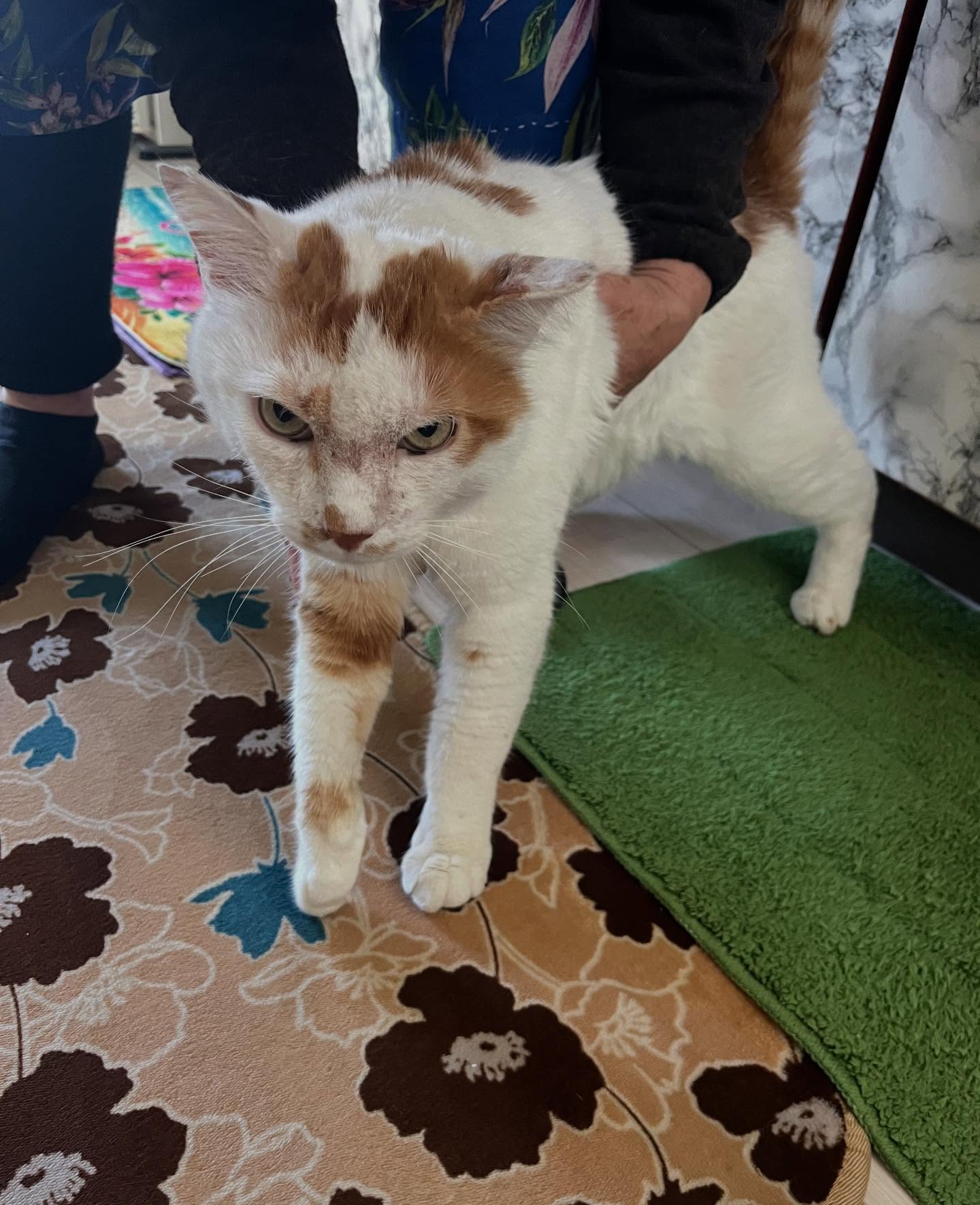 こんにちは😊
猫さんの耳の不調で診察にうかがいました🚗✨
無事処置が終わって、カメラを向けると…
ささ〜っと逃げてしまい笑
お母さんに連れられシブシブなお顔です笑
とっても良い子ですが、カメラは苦手みたいです😹
#往診専門動物病院
#往診獣医師
#しぶしぶ
#猫さん
