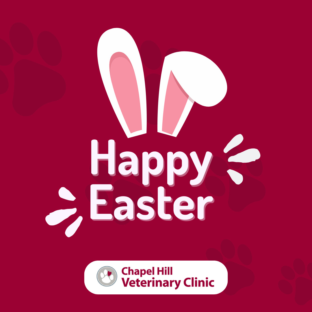 Happy Easter! May your day be filled with love, sunshine, and happy paws. 🌷🐾