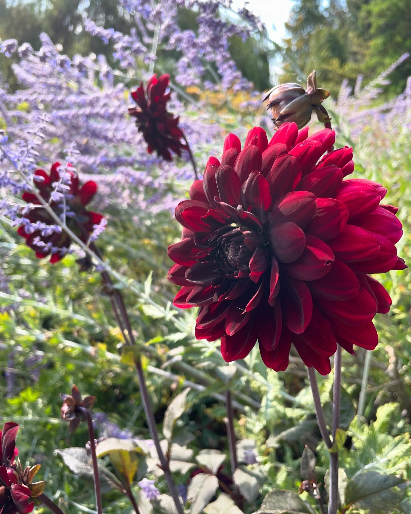 Dahlia Karma Choc - I lost most of my Dahlias in the garden this year despite a thick layer of leaf mulch. This one survived. I started a new lot from seed - these are just beginning to flower. We will see if there are any keepers.