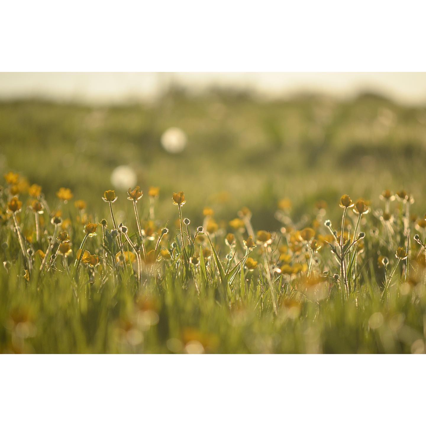 Garthside is awash with yellow as the buttercups have put on a stunning display this spring 🌼